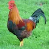 Evan forney - @evan.forney - TikTok