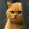 evanhook1 - @evan.sih - TikTok