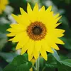 evanshutton - @richhutton.55 - TikTok