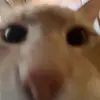 evankeiser26 - @evankeiser26 - TikTok