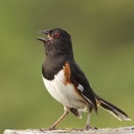 Evan Kirsch - @evankirsch_birds - Instagram