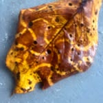 Evan McLeod - @chiefdirtytoe - Instagram
