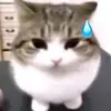 Evan.mee - @evan.mee - TikTok