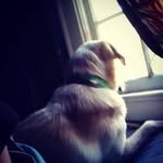 evan needham - @sickbossman96 - Instagram