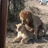 Evans safari guide - @evansotis - TikTok