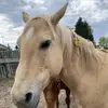 evan_peoples_13 - @evanpeoples_13 - TikTok