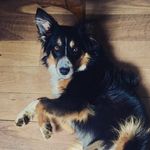 Pippin - @pippin.evans - Instagram