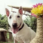 soy un perrito muy especial - @evan_pitt - Instagram