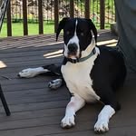 Evan Schrock - @evan_dog858 - Instagram