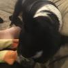evanbot123 - @evan_semple1 - TikTok