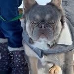 Evan Seymour - @norcalsuperbulls_studspups - Instagram