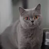 evan.snow - @evan.snow2 - TikTok