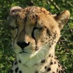 Evan Snyman - @evansnyman - Instagram