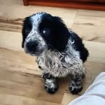 Eva - Russian Spaniel - @eva_ru.spaniel - Instagram