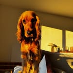 Vanille ✨ | Cocker Spaniel Anglais - @vanille_star_cocker - Instagram