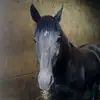 stanfordevan8 - @stanfordevan819 - TikTok