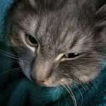 Evan Stern - @evanthathasacutecat7 - Instagram