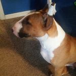 evan taft - @wolfie_4life123 - Instagram