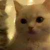 □ Evan / Valentine □ - @tea._.rexx07 - TikTok