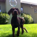 Evan Ware - @evanvet - Instagram