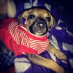 Evangeline Herrera De Cerchio - @evangeline_doggie - Instagram