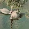 evangeline high 🦢 - @sageshigh - TikTok