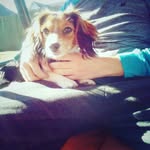 Mira_The_PUPP - @evangelinelamphier44 - Instagram