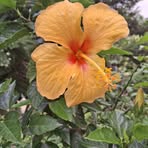 Evangelina Lamb - Facebook