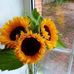 Evangelina May - Facebook