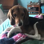 Belle Evangeline Lee-Powell - @belle_the_beaglepup - Instagram