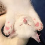 Evangeline Wang - @joy.wang_737 - Instagram