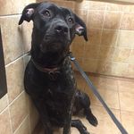 Evangeline White - @service_dog_evangeline - Instagram