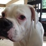 Eve Bear - @evetherarewhiteboxer - Instagram