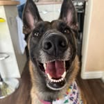 Eva Beaver - @eva_the_malipup - Instagram