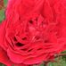 Eva Blackwell - Facebook