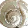 Eve bloom - @good.eve.ning - TikTok