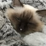 Eve Bowman - @lita_the_birman - Instagram