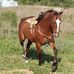 Ever Bruno - Facebook