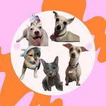 Wera | Mila | Bruno | Eve | Maddie | Dixie - @wera.mila.eve.bruno.maddie - Instagram