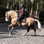 Eve burchell - @eve.burchell.dressage - Instagram