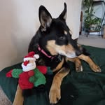 Eva Blount Burkhardt - @dog.loverx2 - Instagram