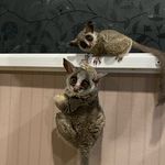 @ev_eva_bushbaby - Instagram