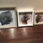Eve Cameron - @seafantsea - Instagram