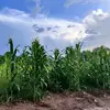 CAMPOS ❤️‍🩹 - @eve.campos83 - TikTok