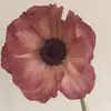 eve_campos8 - @eve_campos8 - TikTok