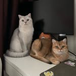 Eve & Casper - @british.chinchilla.cats - Instagram