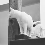 Eve, Casper, Eddie - @threewhit3kittens - Instagram