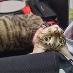 Evvie Lee - @cookie_eve_crumble - Instagram