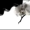 Eve Estrada - @eve.estrada324 - TikTok