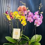 Eveflowers - @eveflowersorquideas - Instagram